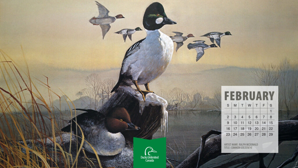 2024 Ducks Unlimited Calendar