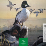 2024 Ducks Unlimited Calendar