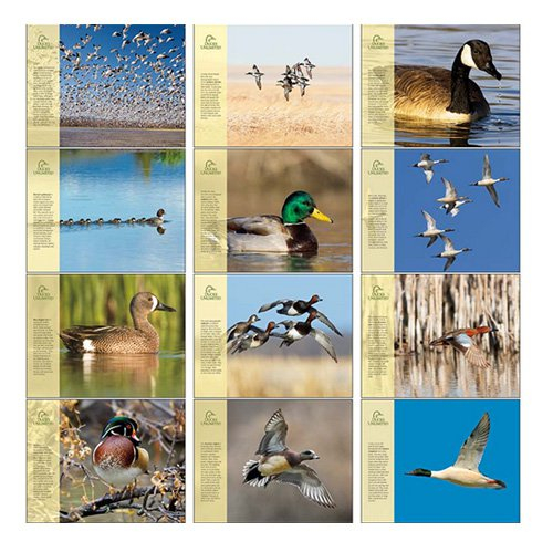 Ducks Unlimited Wildlife Calendars 12 Month 2024 Calendar Printable