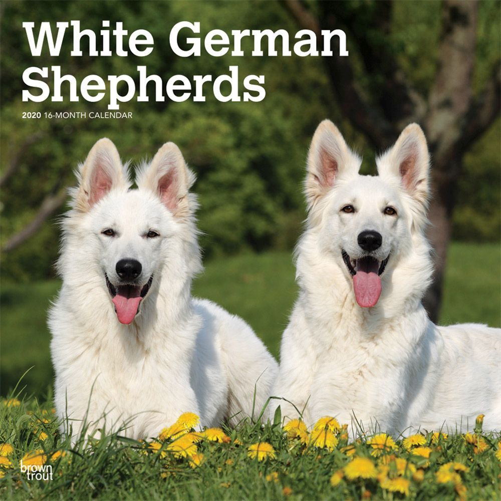 German Shepherd Calendar 2024