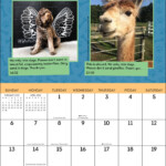 We Rate Dogs Calendar 2024