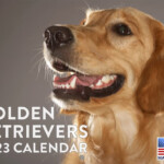 Golden Retriever Calendar 2024