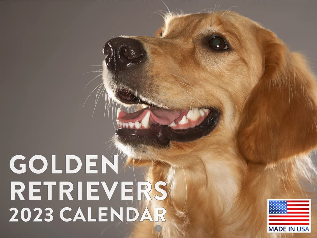 Golden Retriever Calendar 2024