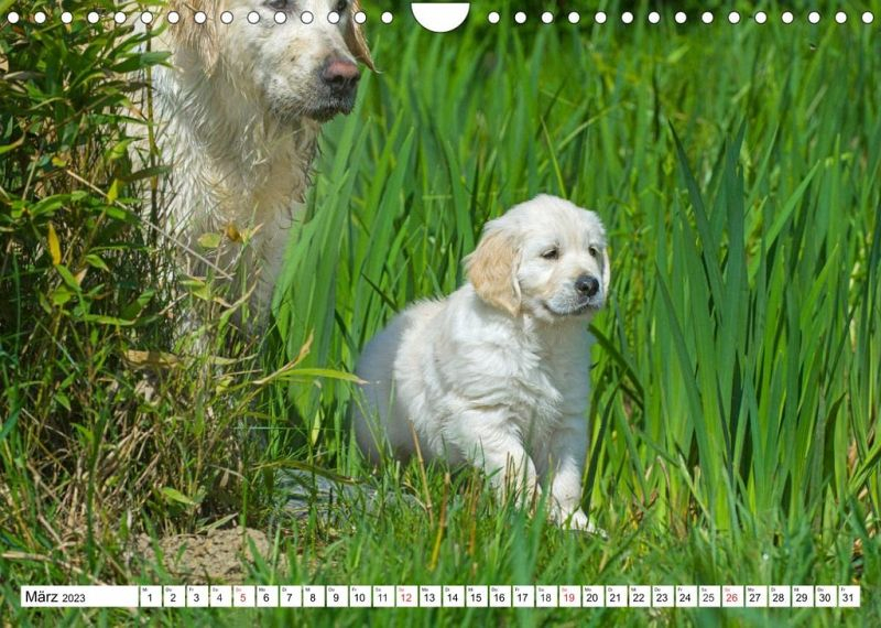 Golden Retriever Calendar 2024