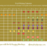 Brentwood Fruit Picking Calendar 2024