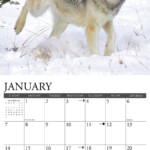 Wolf Calendar 2024