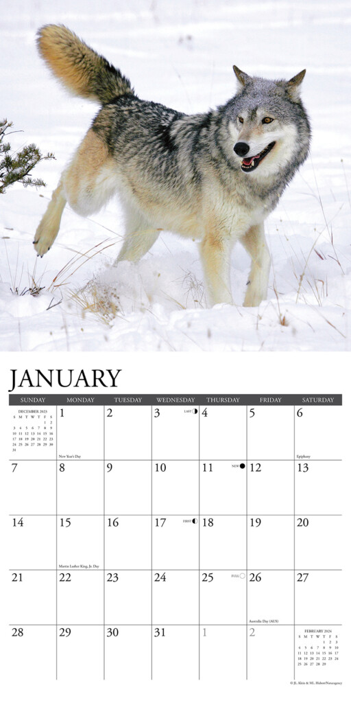 Wolf Calendar 2024 2024 Calendar Printable